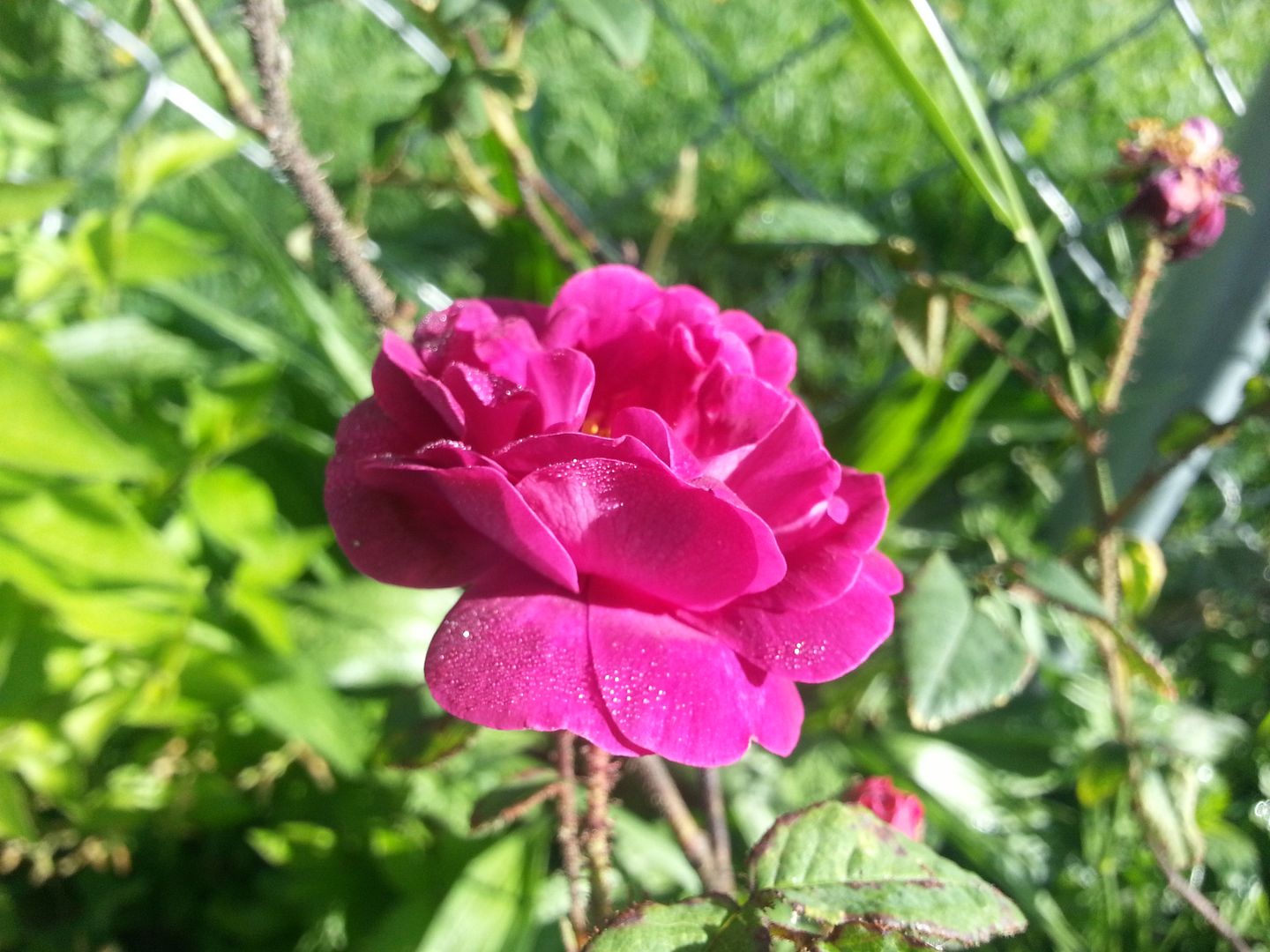 nuits de young photo 20130525_084520_zps28a649f1.jpg